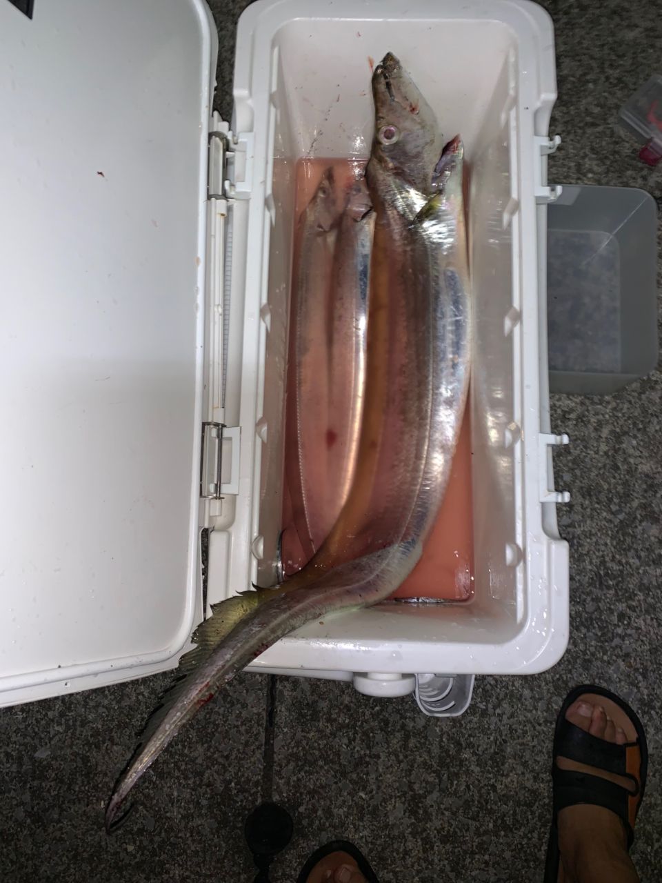 タチウオ