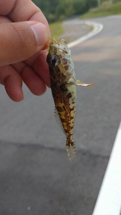 アナハゼの釣果