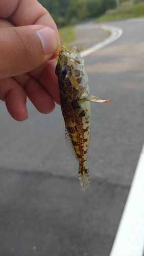 アナハゼの釣果
