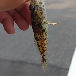 アナハゼ