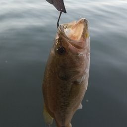 ラージマウスバス