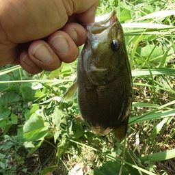 スモールマウスバス