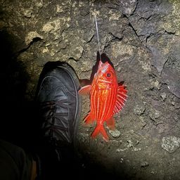 テリエビス