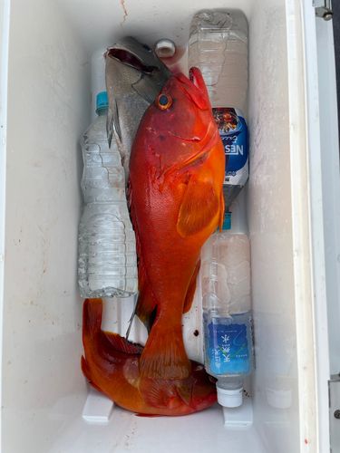 アカハタの釣果