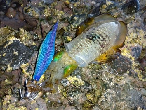 アオリイカの釣果