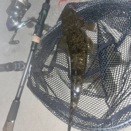 マゴチ