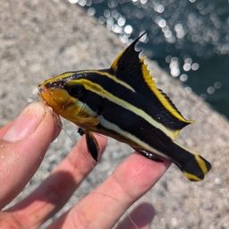 コロダイ