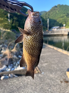 オオモンハタの釣果
