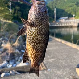 オオモンハタ