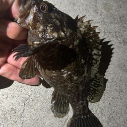 ソイ