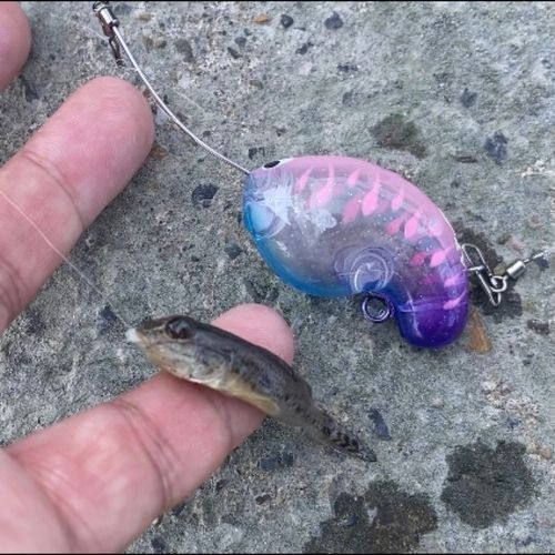 マハゼの釣果