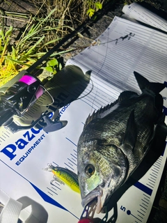 チヌの釣果