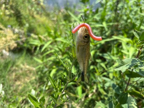 クチボソの釣果