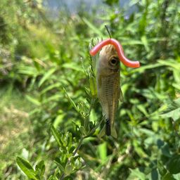 クチボソ