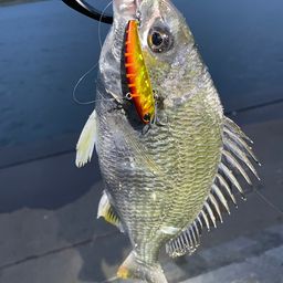 クロダイ