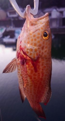 オオモンハタの釣果