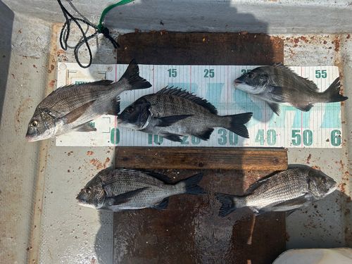 クロダイの釣果
