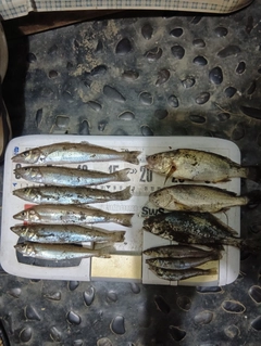 キスの釣果