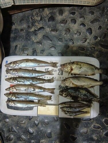 キスの釣果