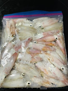 ヒイカの釣果