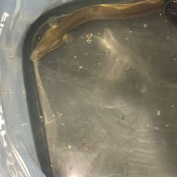 ウナギ