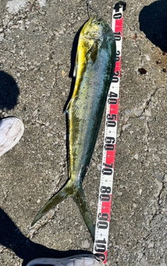 シイラの釣果