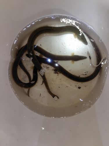 ニホンウナギの釣果