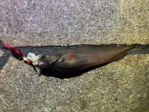 ドンコの釣果