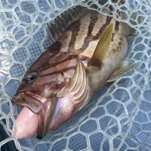 ホウキハタの釣果