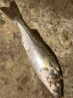 マルスズキの釣果
