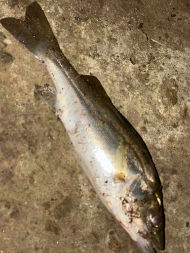 マルスズキの釣果