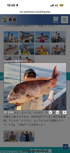 マダイの釣果