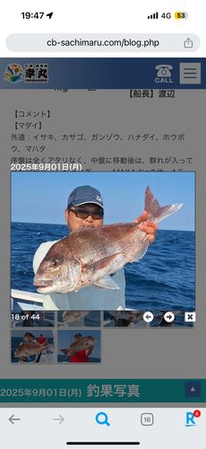 マダイの釣果