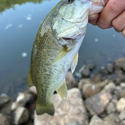 ラージマウスバス