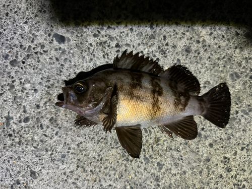 メバルの釣果
