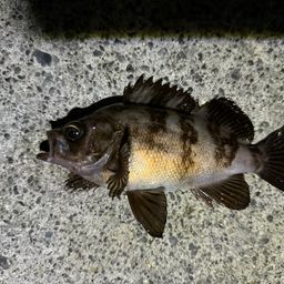 メバル