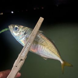 アジ