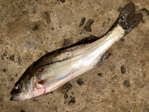 マルスズキの釣果
