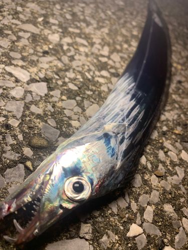 タチウオの釣果