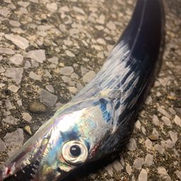 タチウオ