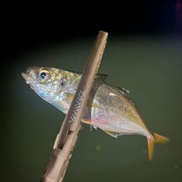 アジ