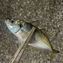 アジ
