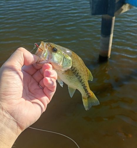 ラージマウスバスの釣果