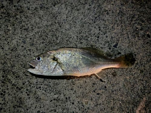 イシモチの釣果