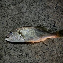 イシモチ