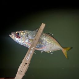アジ