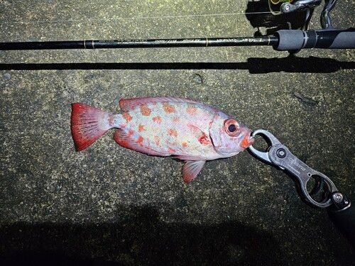 ゴマヒレキントキの釣果