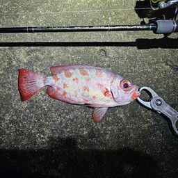 ゴマヒレキントキ