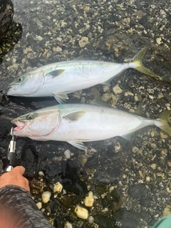 ヤズの釣果