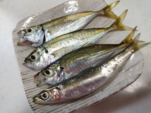アジの釣果